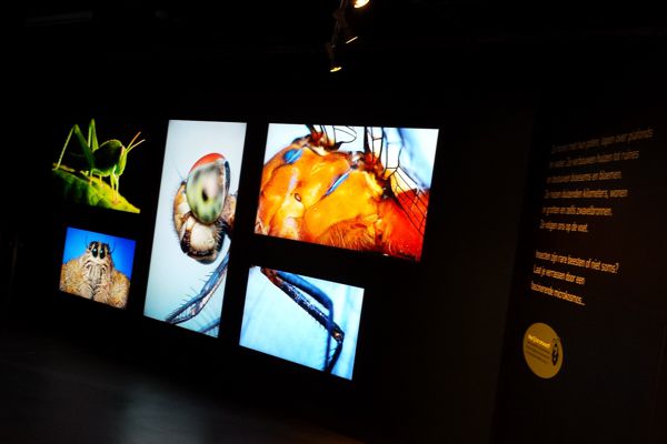Bezoekerscentrum De Lieteberg - SpinetiX videowall 5 schermen